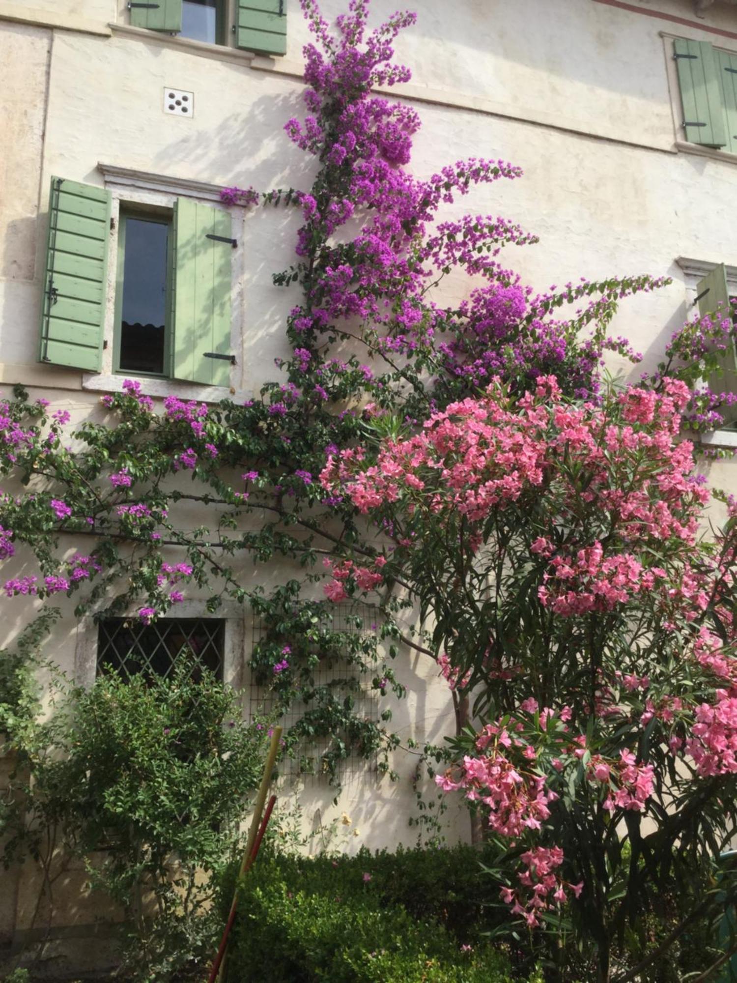 Villa Cisano Residenza D'Epoca Bardolino Exteriör bild